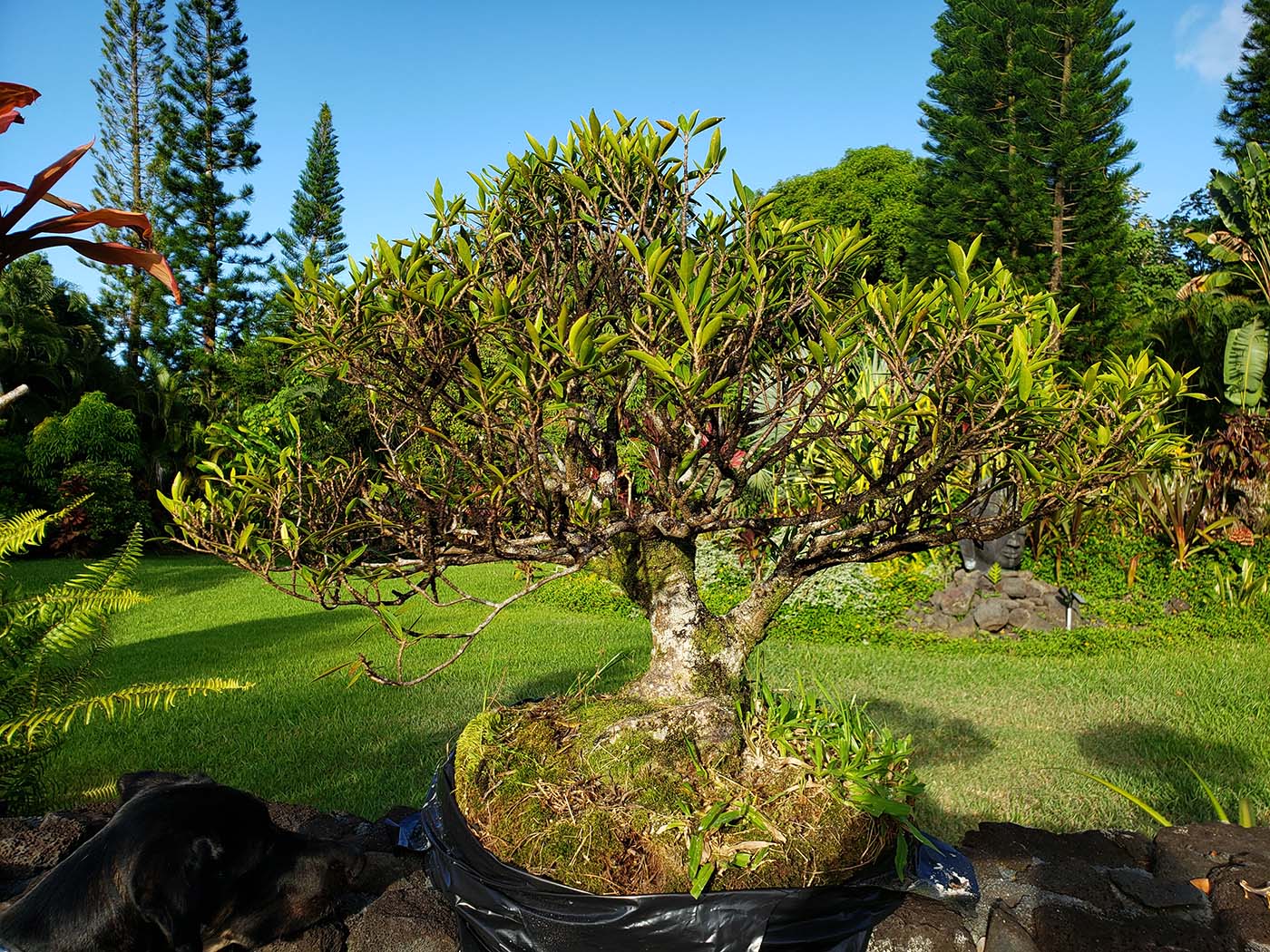 Bagged Willow Leaf Ficus