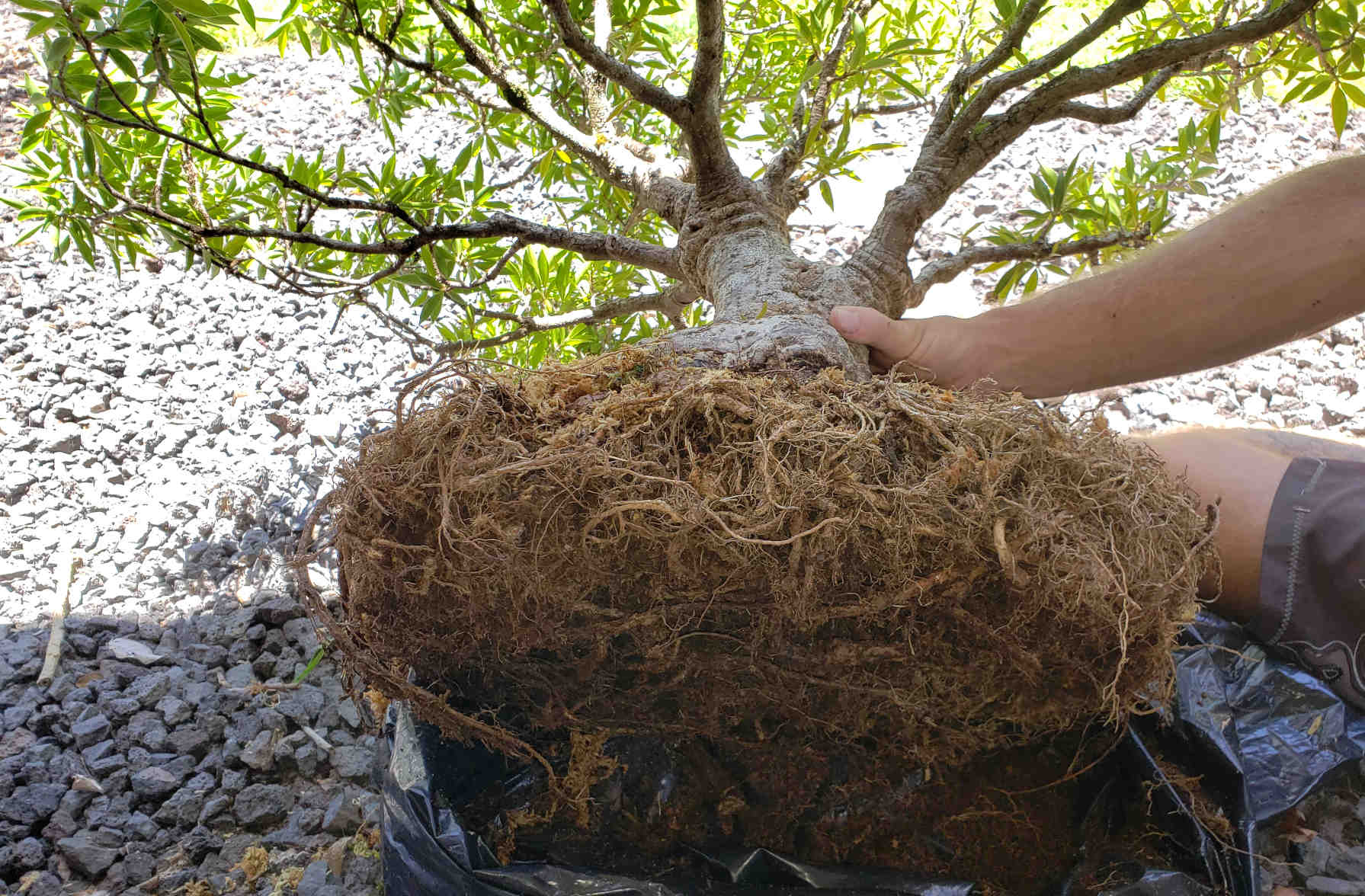 Willow Leaf Ficus Root Pruning