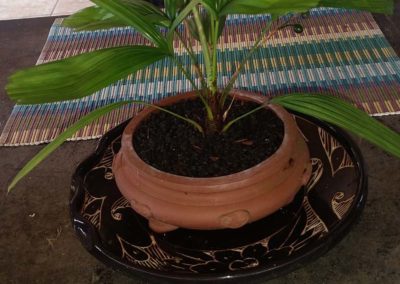 Mini Palm – 4 years old – 2 years – Accent plant.