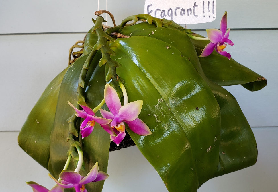 Orchid Breeding – Phalaenopsis violecea