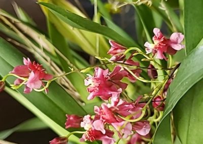 Oncidium Twinkle Star 'Red Fantasy'