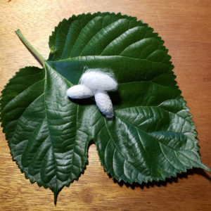 White Silk Cocoons