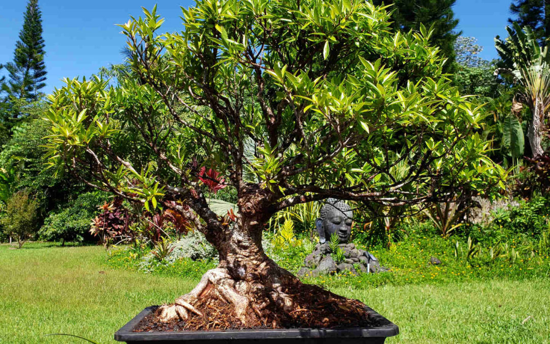 Willow Leaf Ficus in new Pot